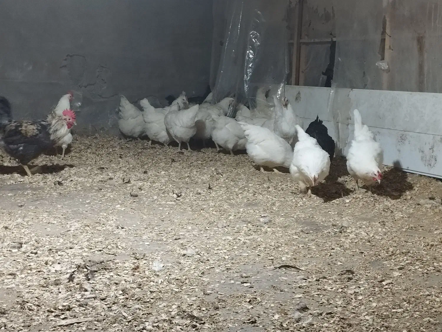 مرغ  محلی و برسه فرانسه|حیوانات مزرعه|شیرود, |دیوار