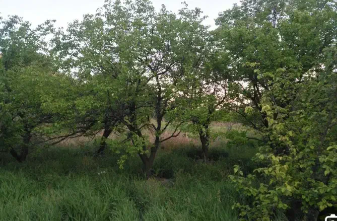 باغ|فروش دفتر صنعتی، کشاورزی، تجاری|قوچان, |دیوار