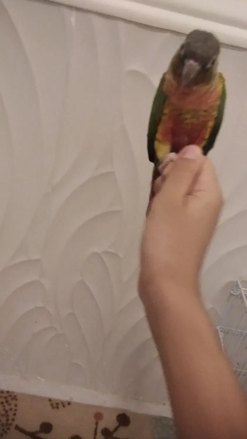 بنک خ ساحلی خ محمدرسول الله فرعی ۶|پرنده|بندر کنگان, |دیوار