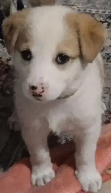 سرابی میکس|سگ|شیراز, سعدیه شمالی|دیوار