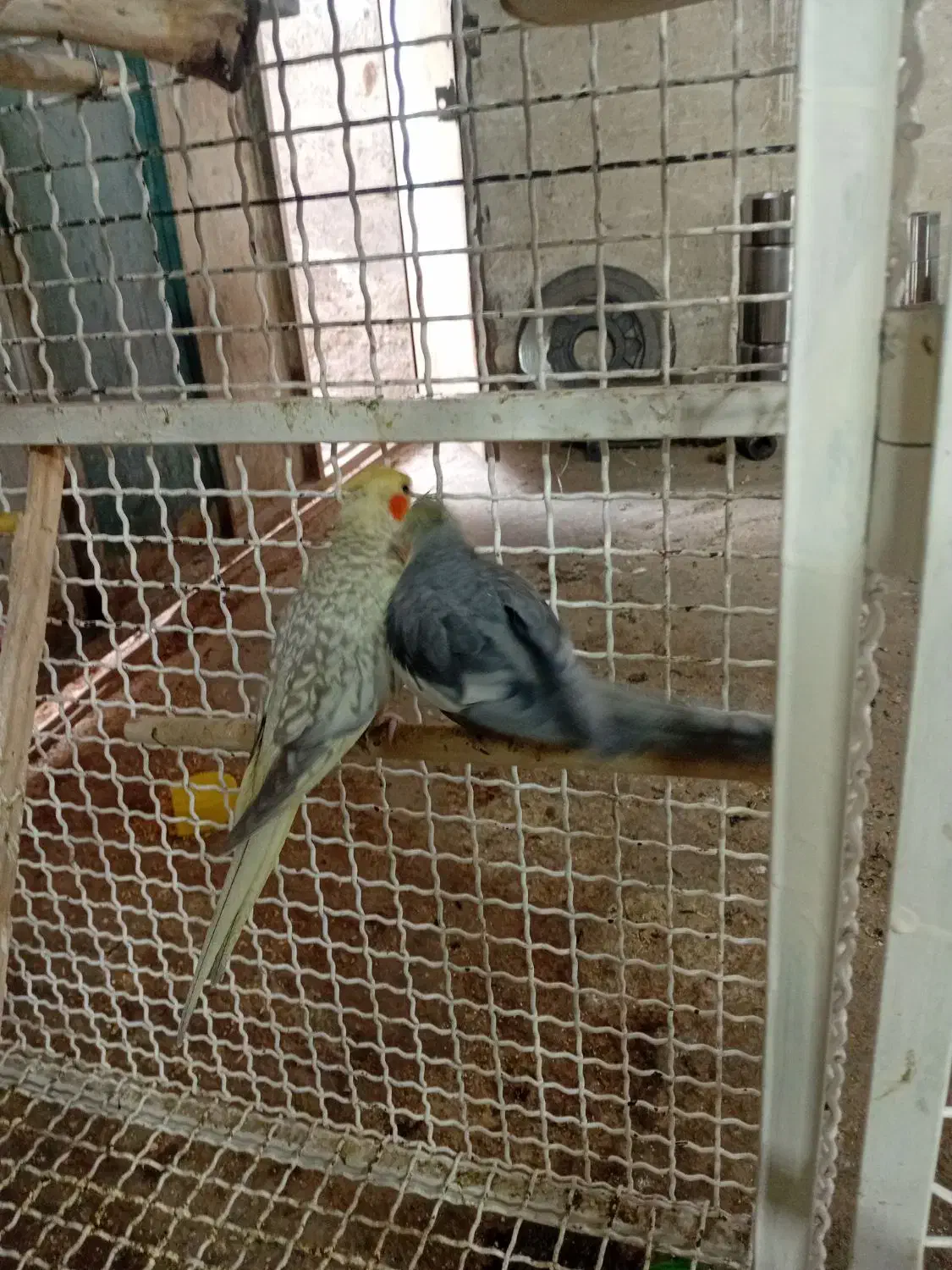 عروس هلندی|پرنده|پاکدشت, خاتون آباد|دیوار