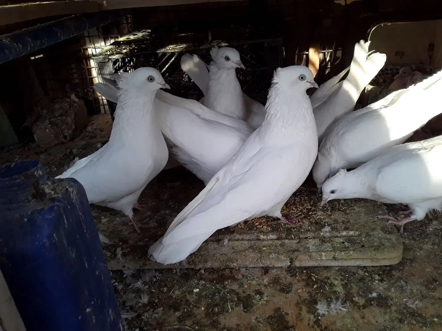 سلام فروش ۸کبوتر سفید کلایی چشم سفید|پرنده|بم, |دیوار