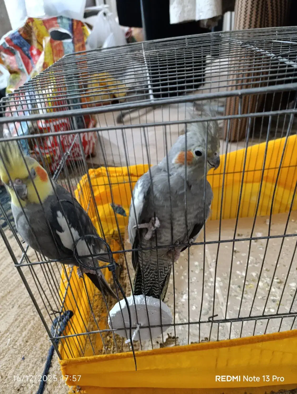 یک جفت عروس هلندی بالق|پرنده|کلاله, |دیوار