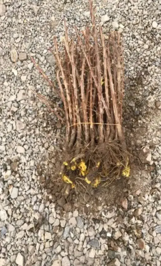 فروش نهال زرشک|خدمات باغبانی و درختکاری|مشهد, فرودگاه|دیوار