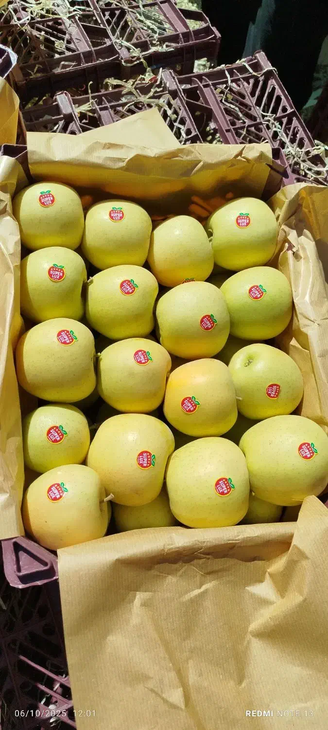 سیب دو ردیف|خوردنی و آشامیدنی|مهاباد (آذربایجان غربی), |دیوار