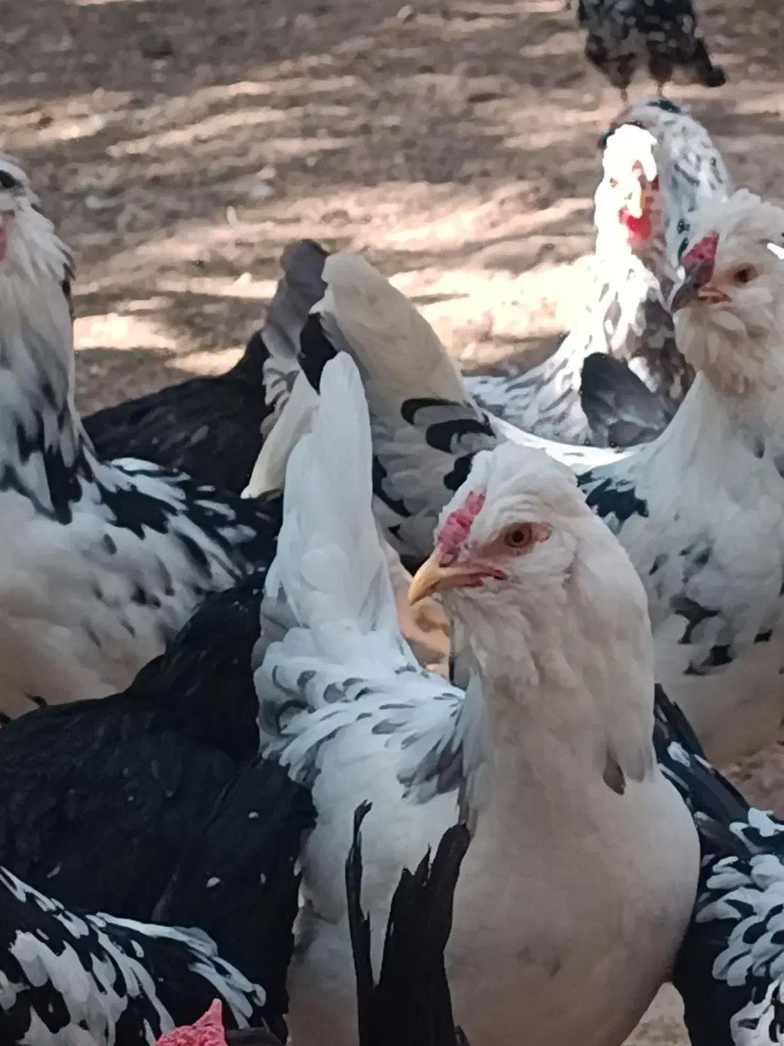 فمرغ گلین فول|حیوانات مزرعه|شیراز, کیان آباد|دیوار