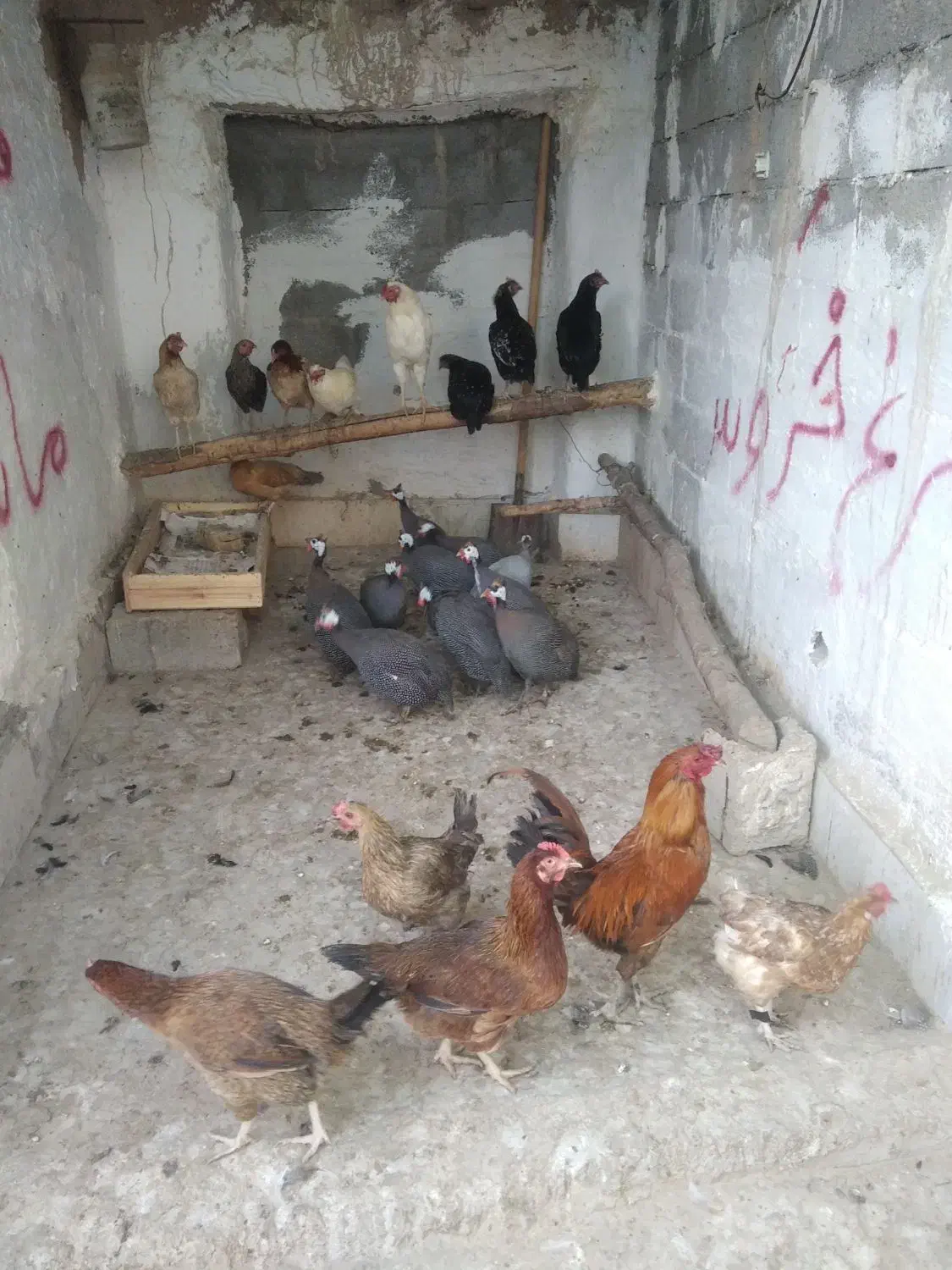 مرغ خروس محلی و مرغ شاخدار/هندی/|حیوانات مزرعه|لامرد, |دیوار