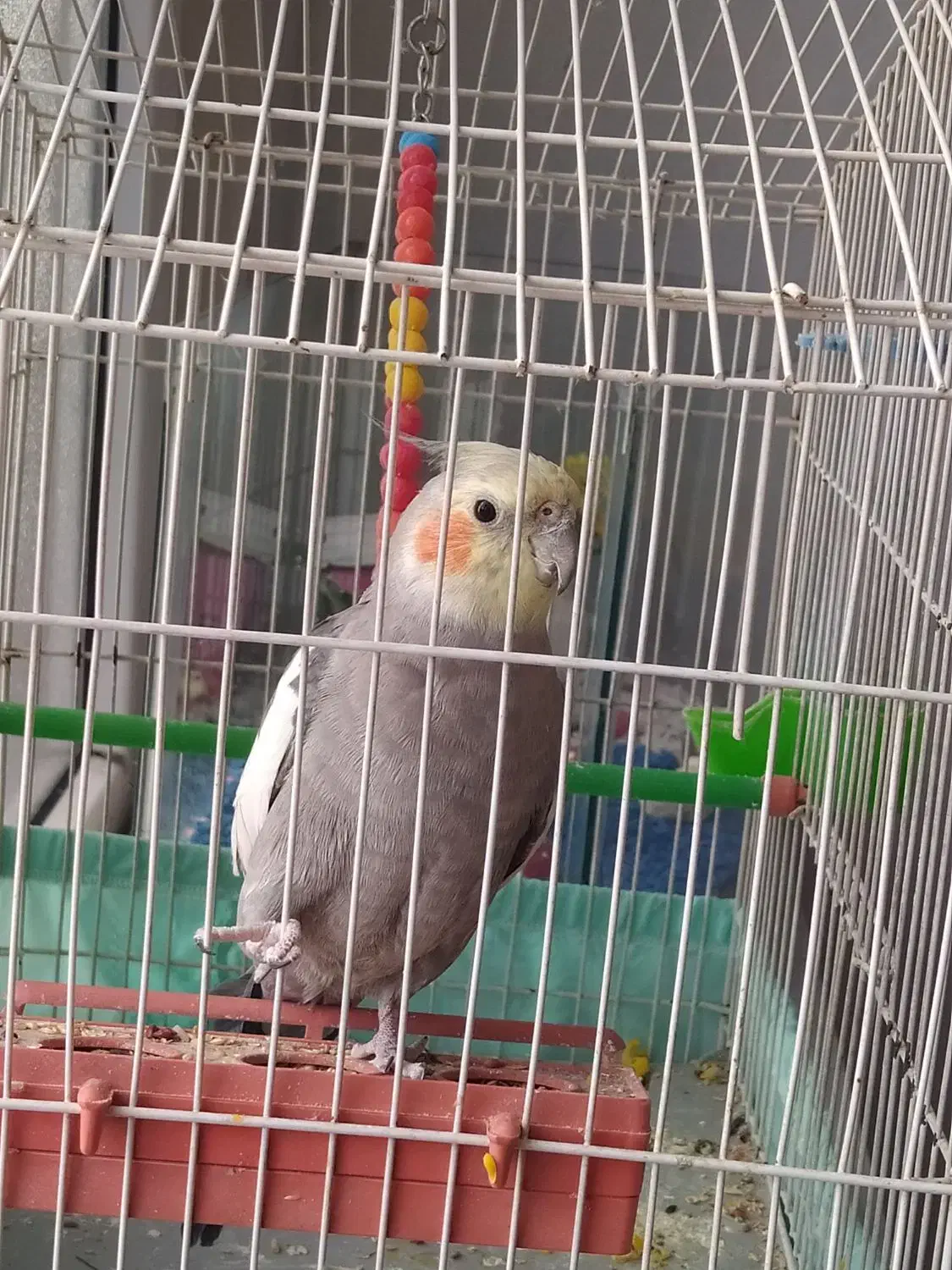 عروس هلندی|پرنده|ایلام, |دیوار