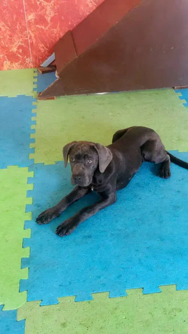 سگ کنکورسو|سگ|تهران, وردآورد|دیوار