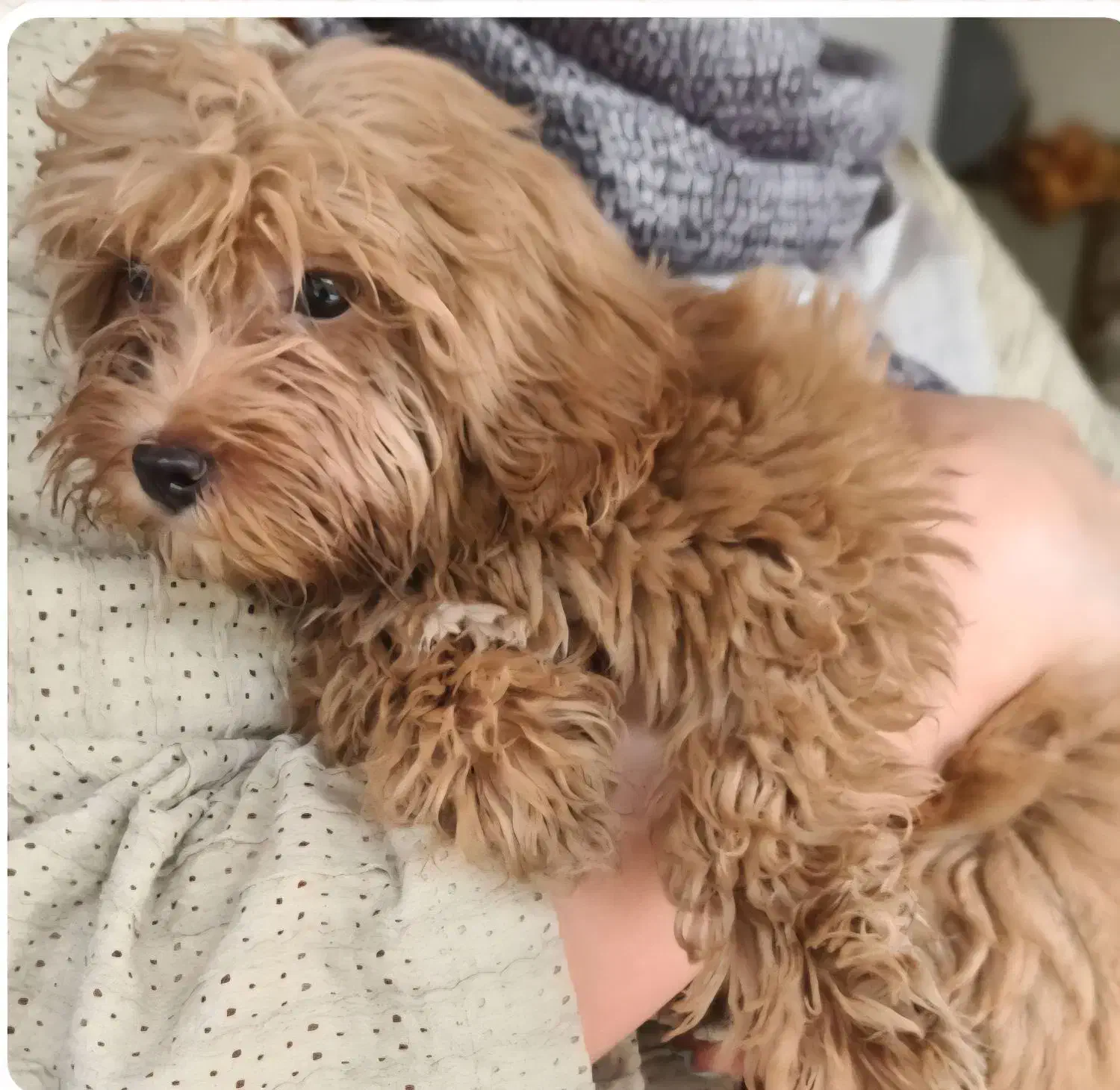 سگ توی پودل اصیل|سگ|تالش, تالش|دیوار