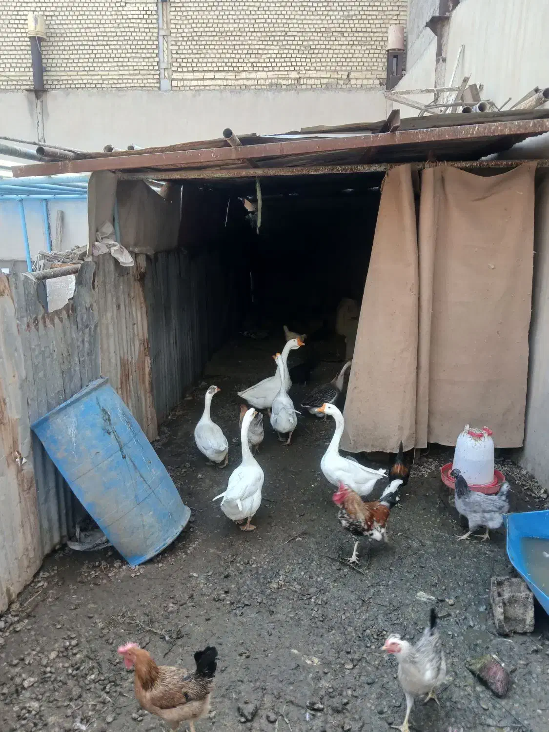 قوقاز|حیوانات مزرعه|بندر ماهشهر, |دیوار