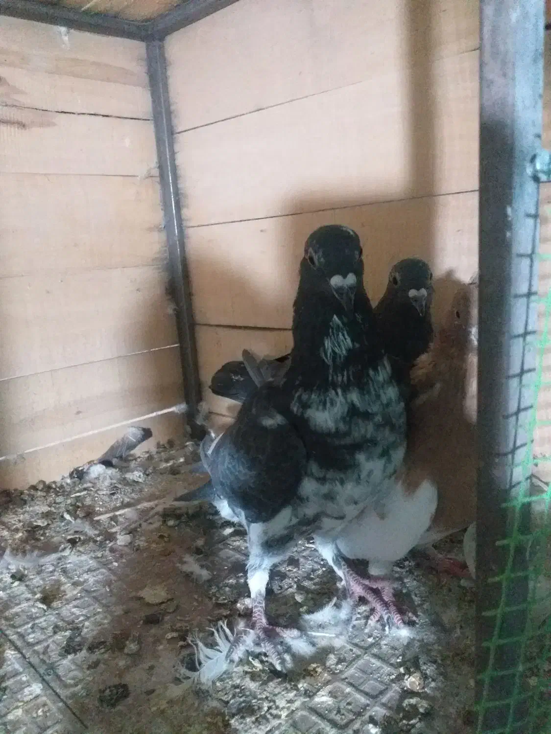 کبوتر|پرنده|ایلام, |دیوار