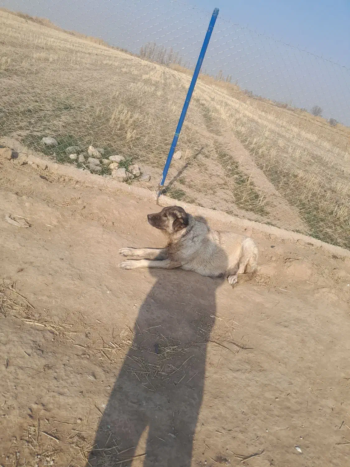 سگ ماده سراب|سگ|شوط, |دیوار