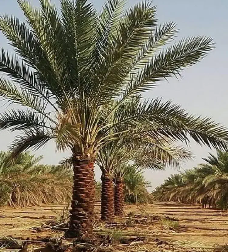 درخت نخل رایگان در زاهدان|خدمات باغبانی و درختکاری|زاهدان, |دیوار