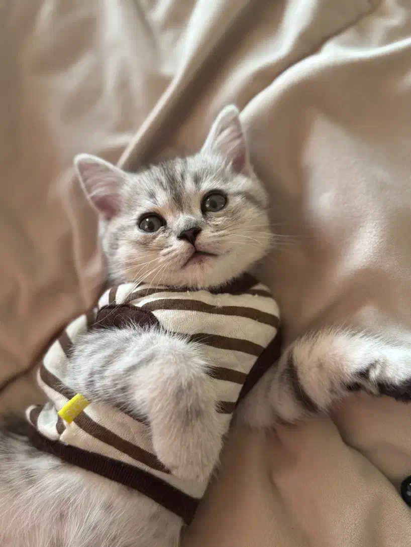 بچه گربه|گربه|اندیشه, اندیشه فاز ۶|دیوار