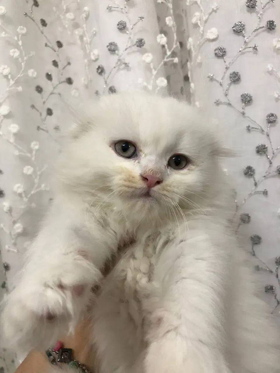 بچه گربه اسکاتیش پرشین|گربه|اهواز, کیانپارس |دیوار