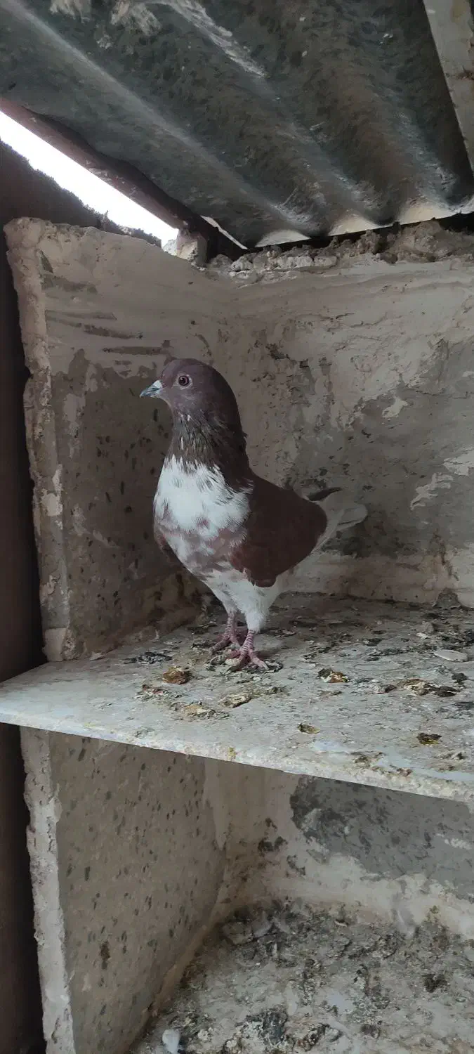 کبوتر غریب گیری|پرنده|ساوه, |دیوار