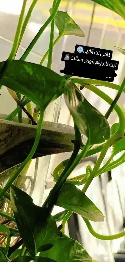 شادگان|خدمات رایانه‌ای و موبایل|شادگان, |دیوار