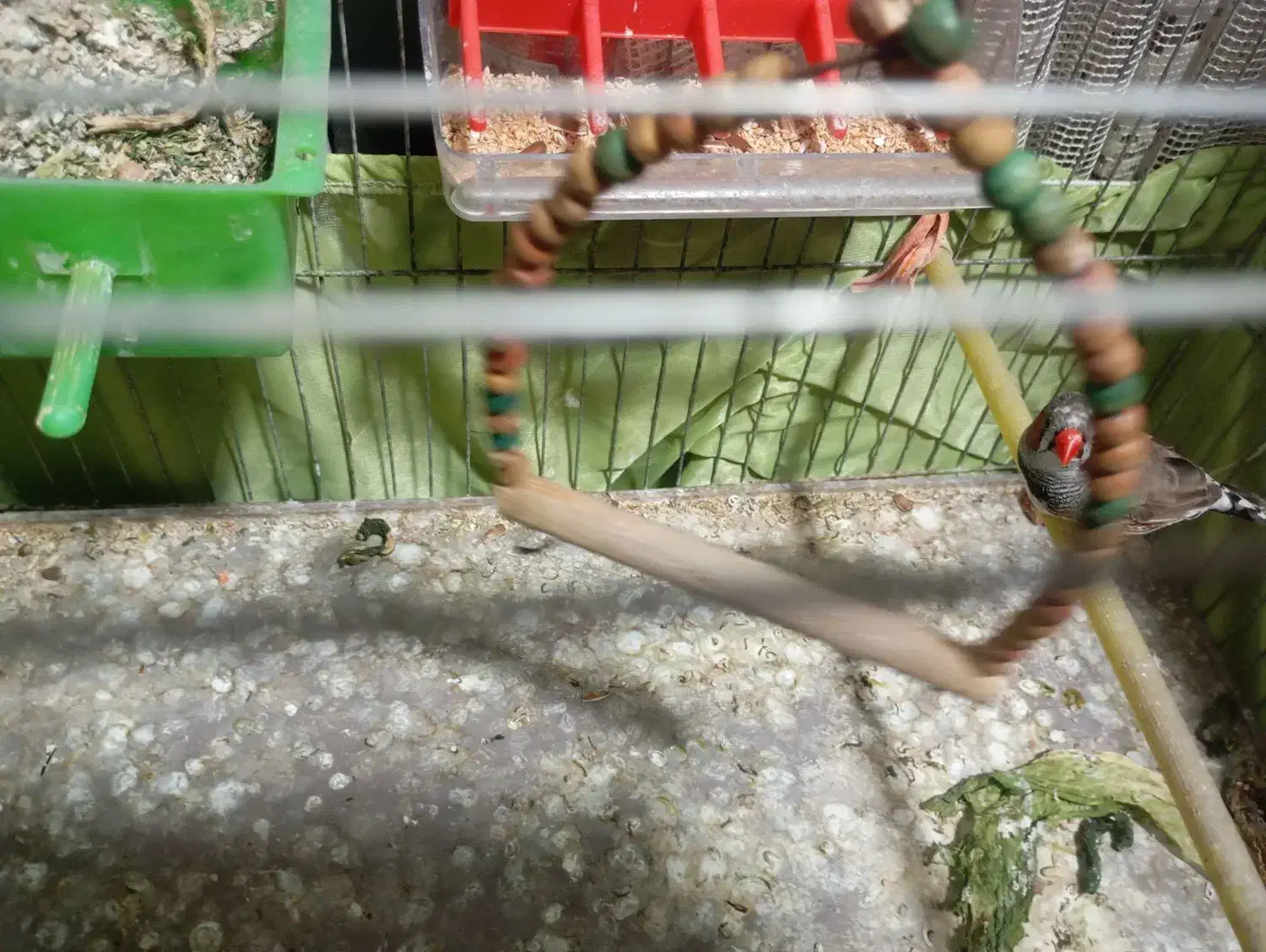 فنچ|پرنده|ری, ولی آباد|دیوار