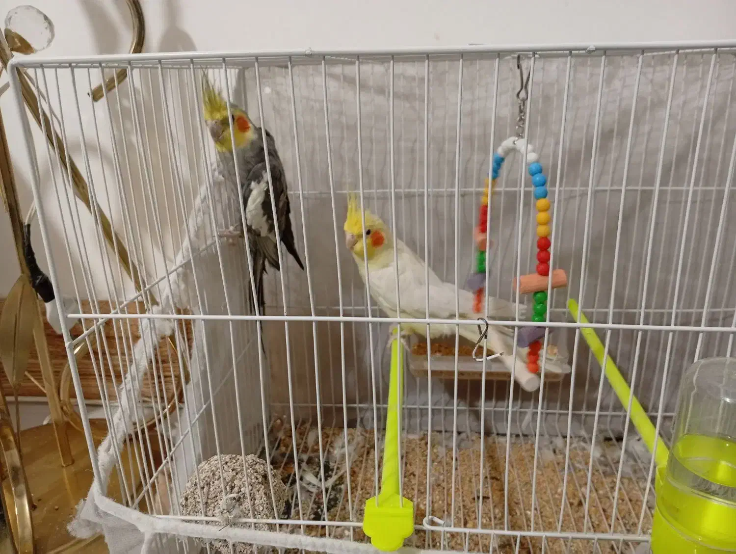 عروس هلندی|پرنده|مشهد, خواجه ربیع|دیوار