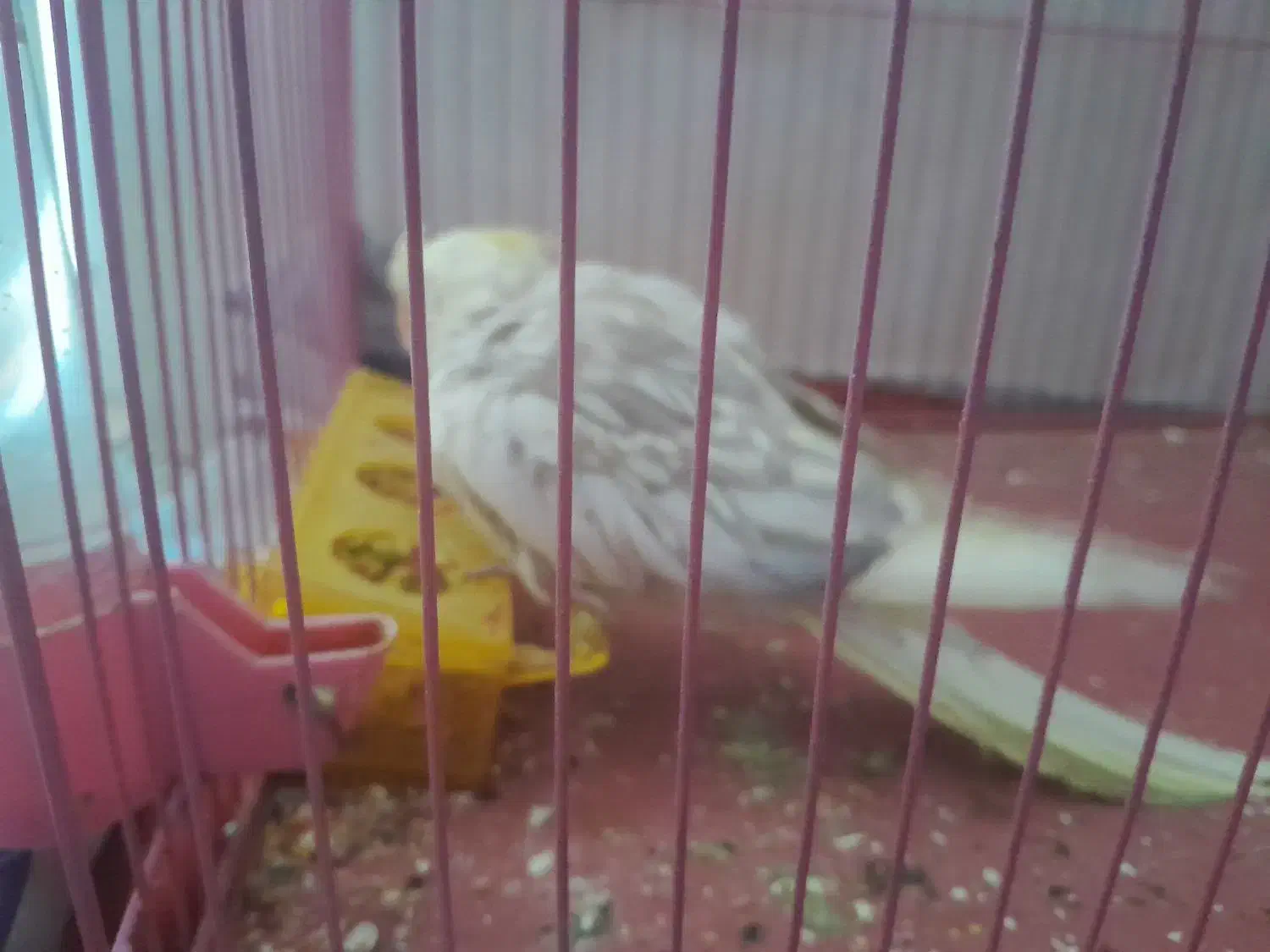 عروس هلندی|پرنده|سنندج, |دیوار