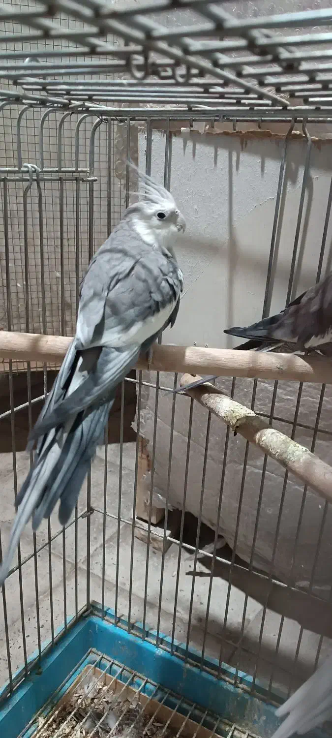 عروس هلندی آلبینو ووایت|پرنده|شهریار, شهرک امیریه|دیوار