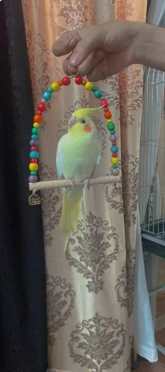طوطی ملنگو مولد طوطی عروس دستی|پرنده|بهشهر, |دیوار