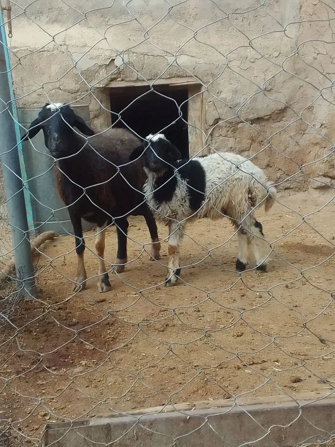 میش و بره جوان و خشگل|حیوانات مزرعه|ملایر, |دیوار