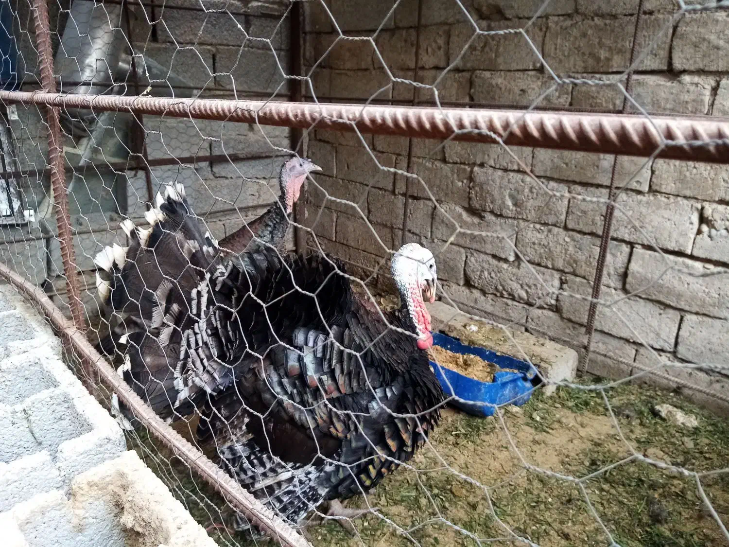 بوقلمون نر وماده|حیوانات مزرعه|آبپخش, |دیوار