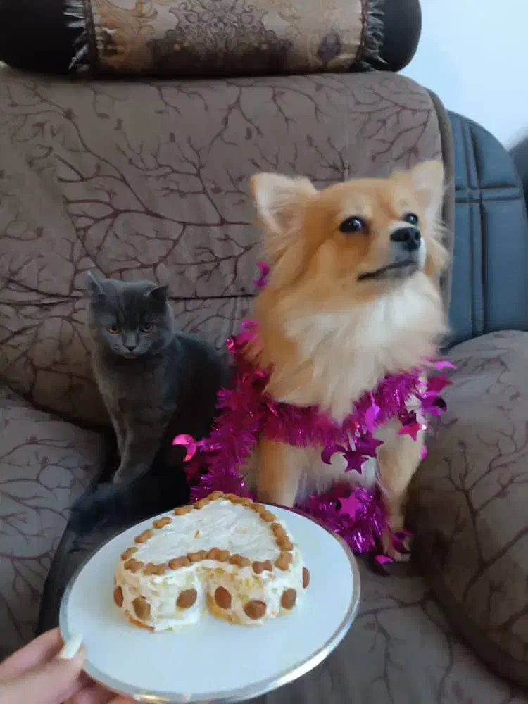 واگذاری|سگ|فولادشهر, مسکن مهر فولادشهر|دیوار