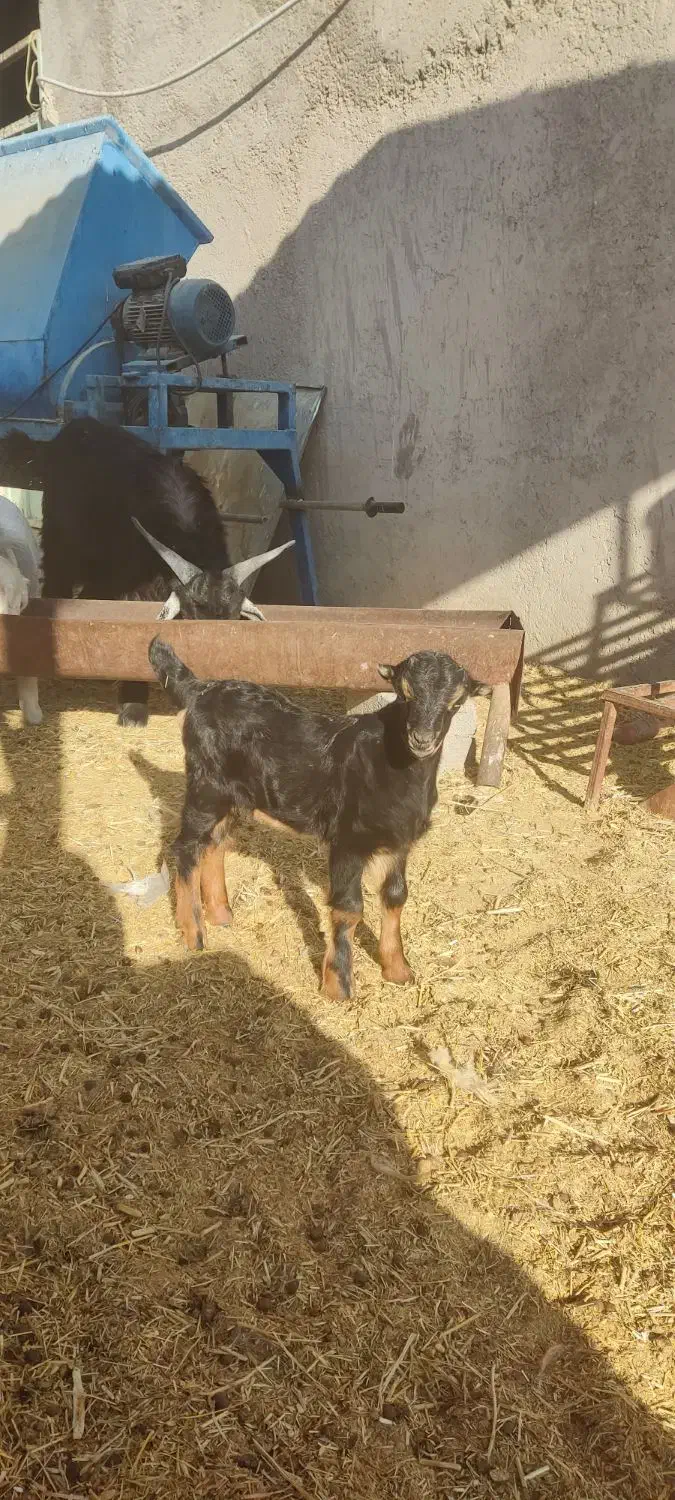 بز و کهره.کهره نر کربال|حیوانات مزرعه|شیراز, درکی|دیوار