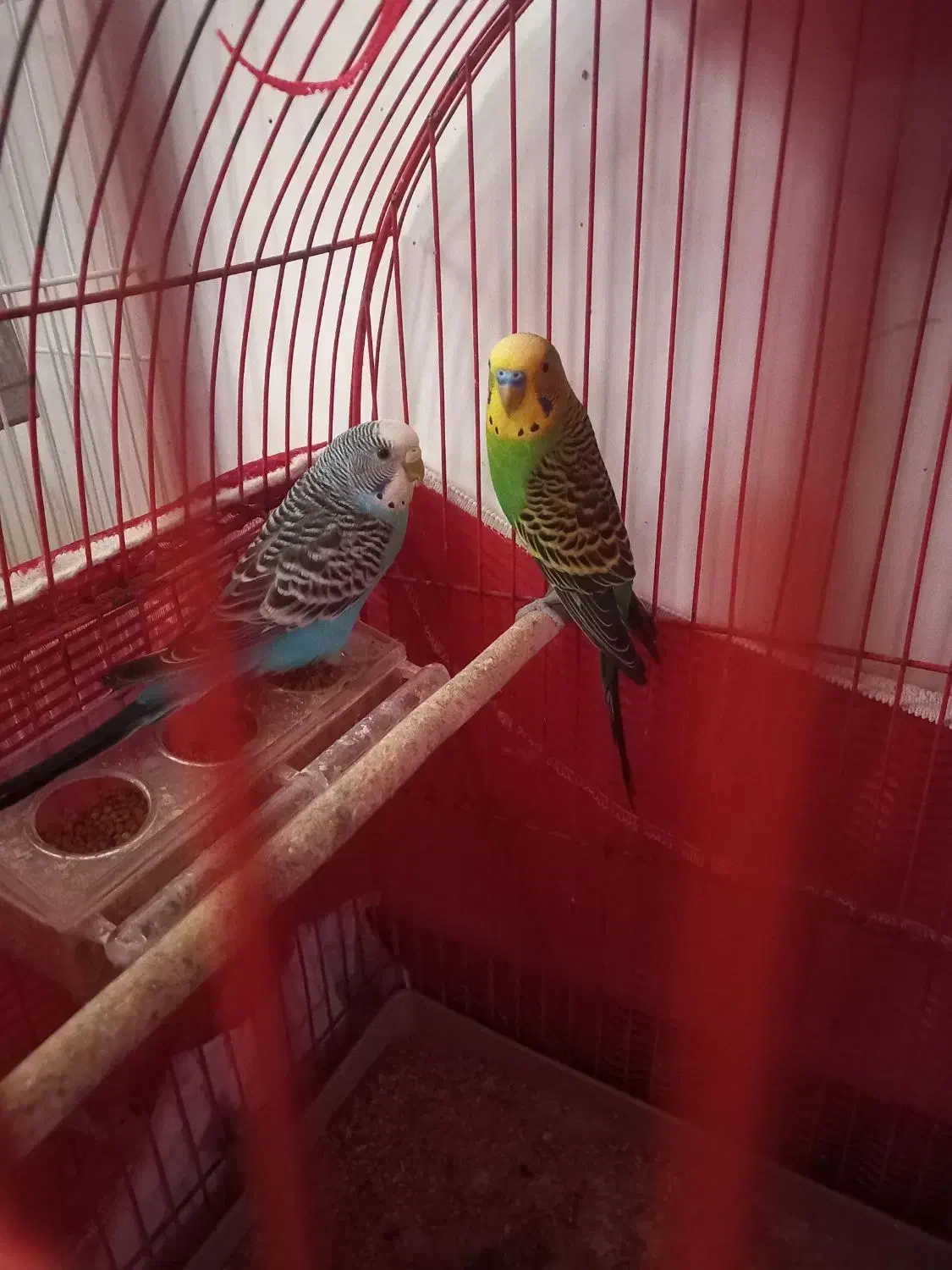 مرغ عشق|پرنده|اردبیل, |دیوار