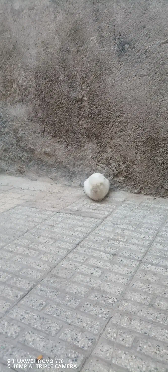 خرگوش پشمالو خوشگل|موش و خرگوش|مشهد, اروند|دیوار