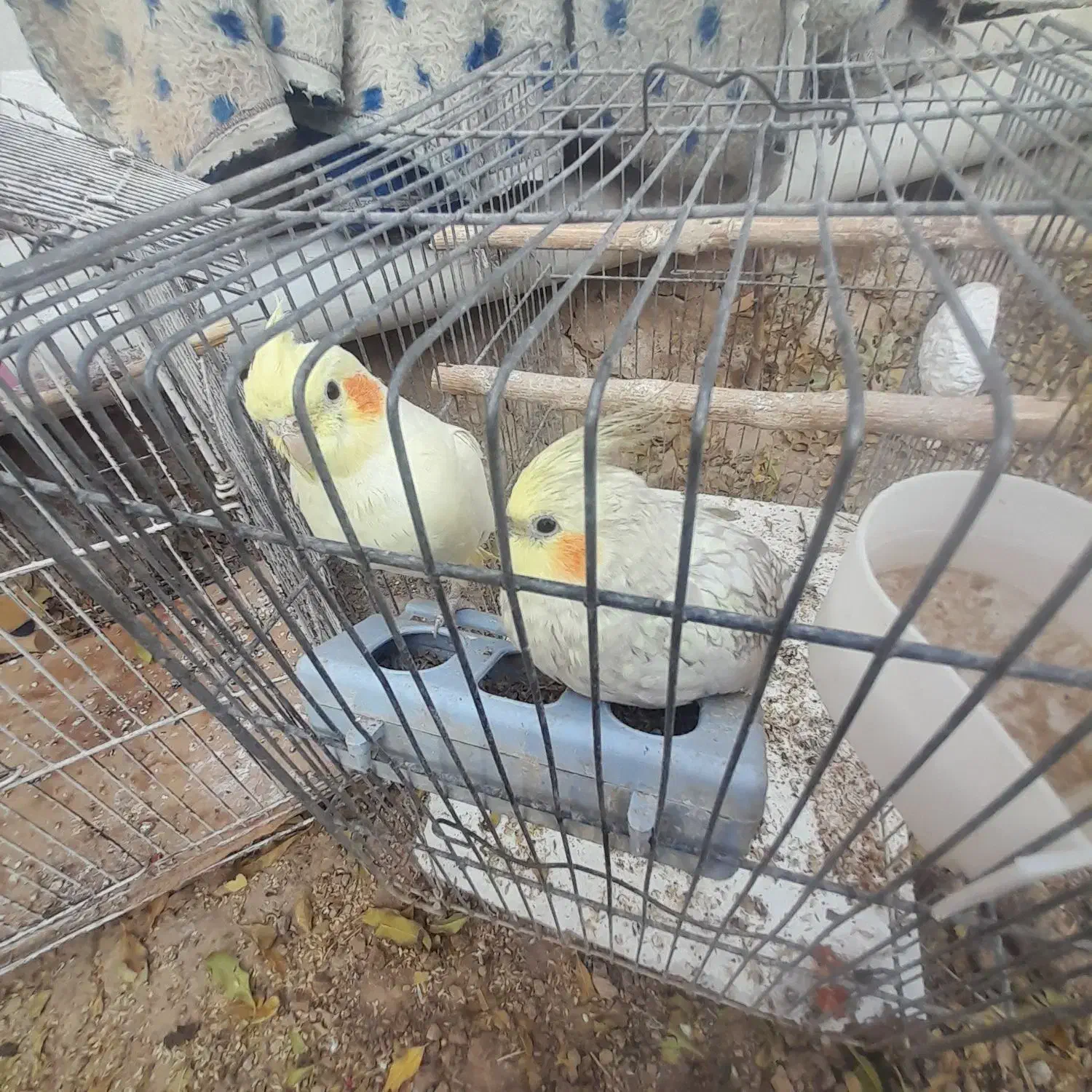 معاوضه با کوتوله یا قناری|پرنده|ساوه, |دیوار