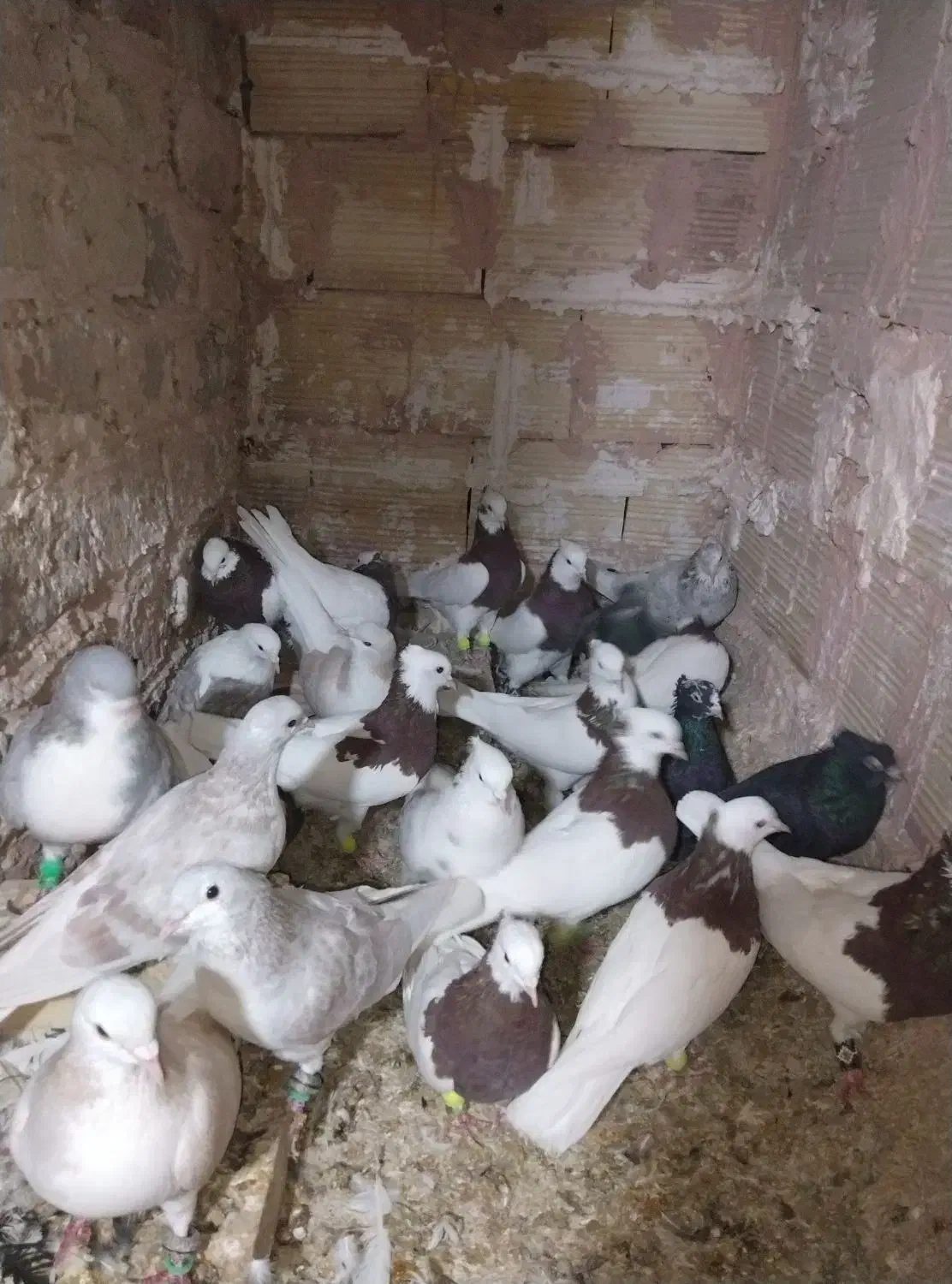 یه چق رنگه|پرنده|سبزوار, غرب نیروگاه|دیوار