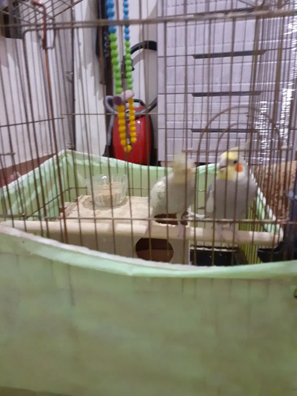 عروس هلندی|پرنده|اراک, |دیوار