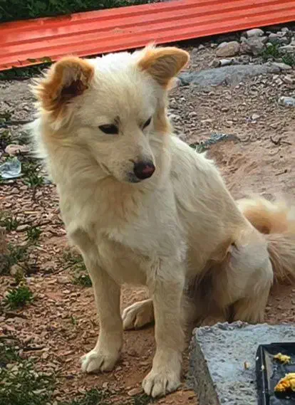 واگذاری یک قلاده سگ|سگ|جم, |دیوار