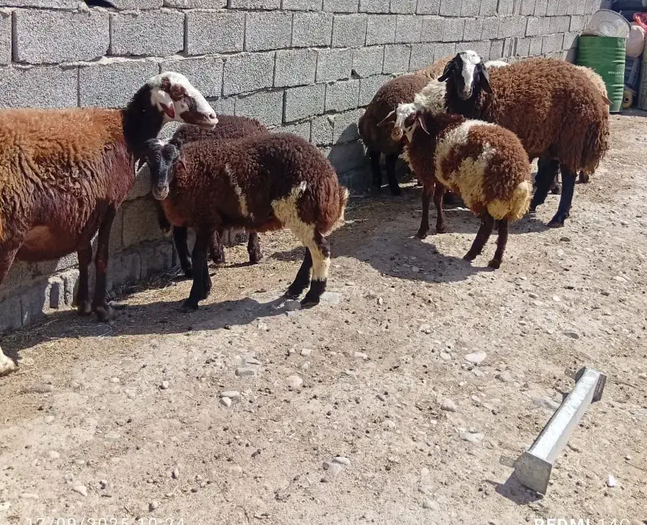 گوسفند زنده محلی درجه یک.بره قوچ شال .بره شیری|حیوانات مزرعه|فردیس, شهرک ناز|دیوار