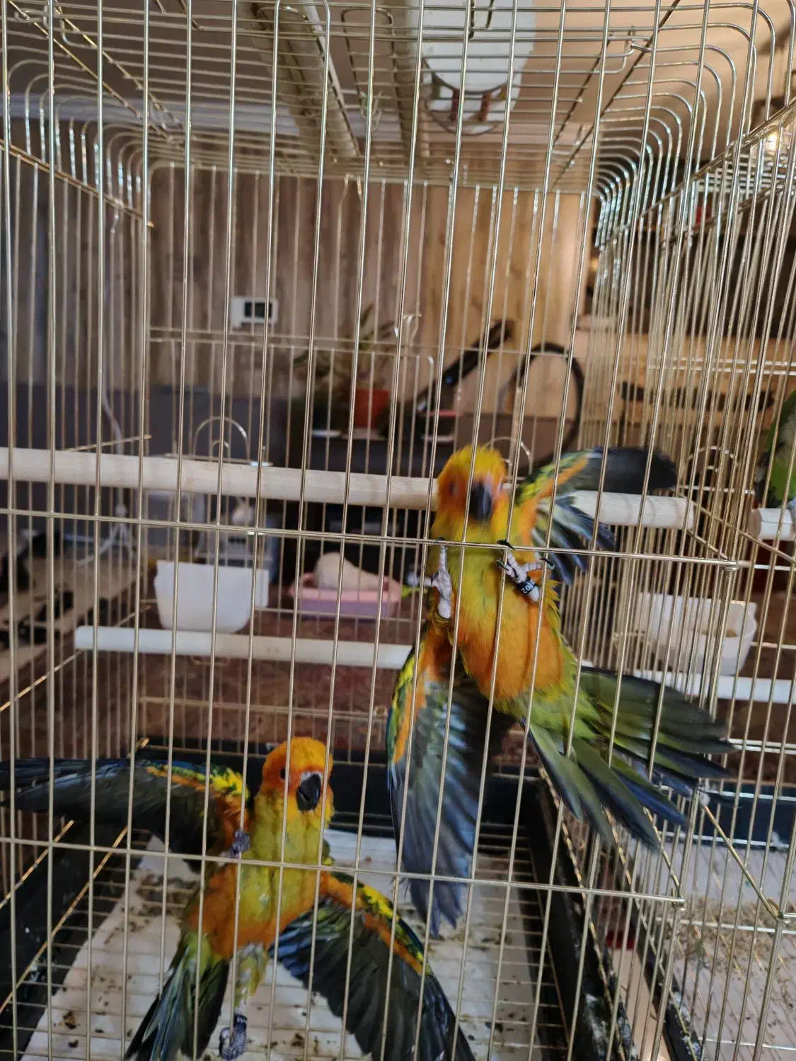 طوطی سانکانور یا خورشیدی|پرنده|نیشابور, بنیاد شهید|دیوار