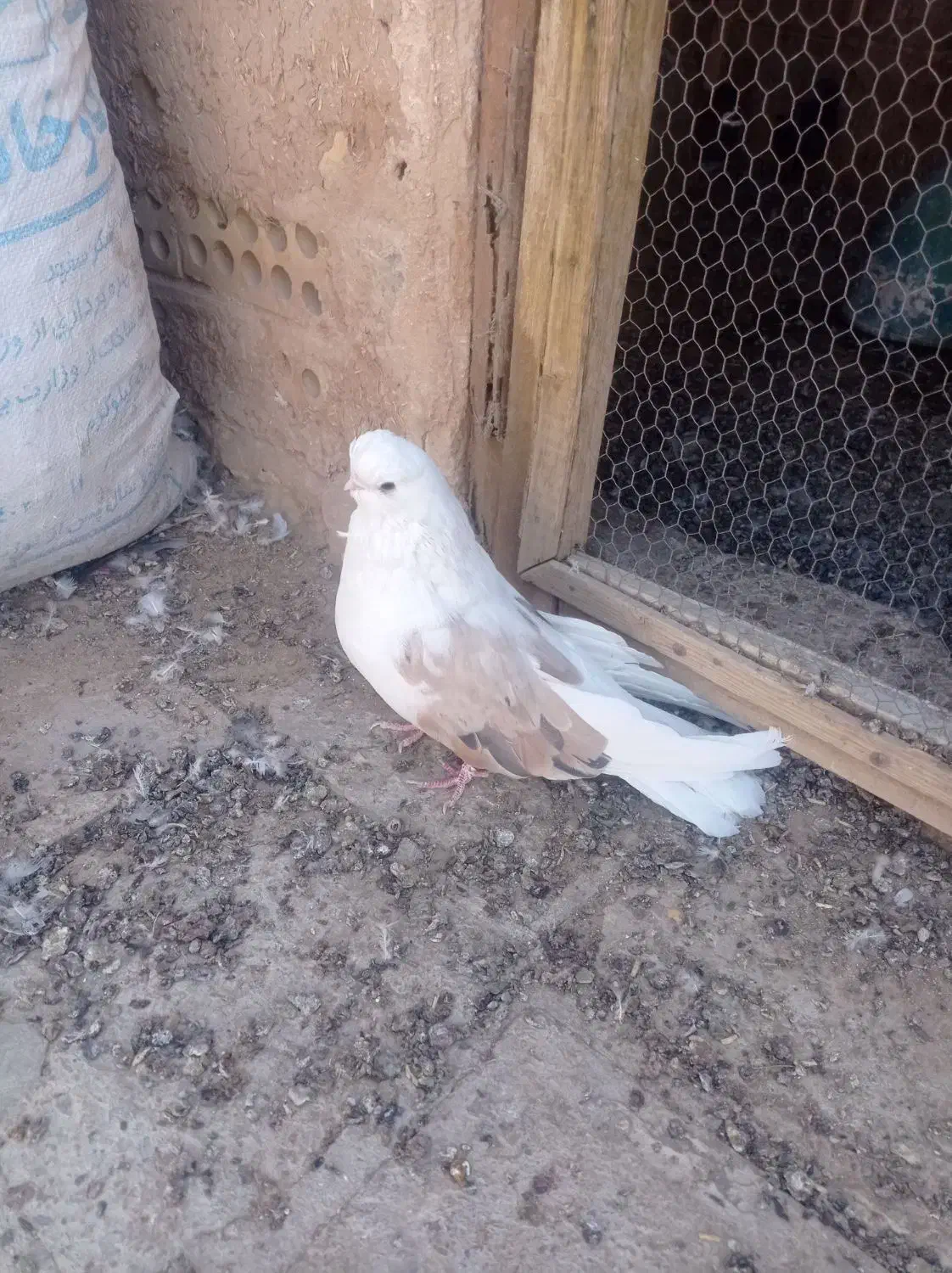 نر فنچی پشت سرور|پرنده|اردکان, |دیوار