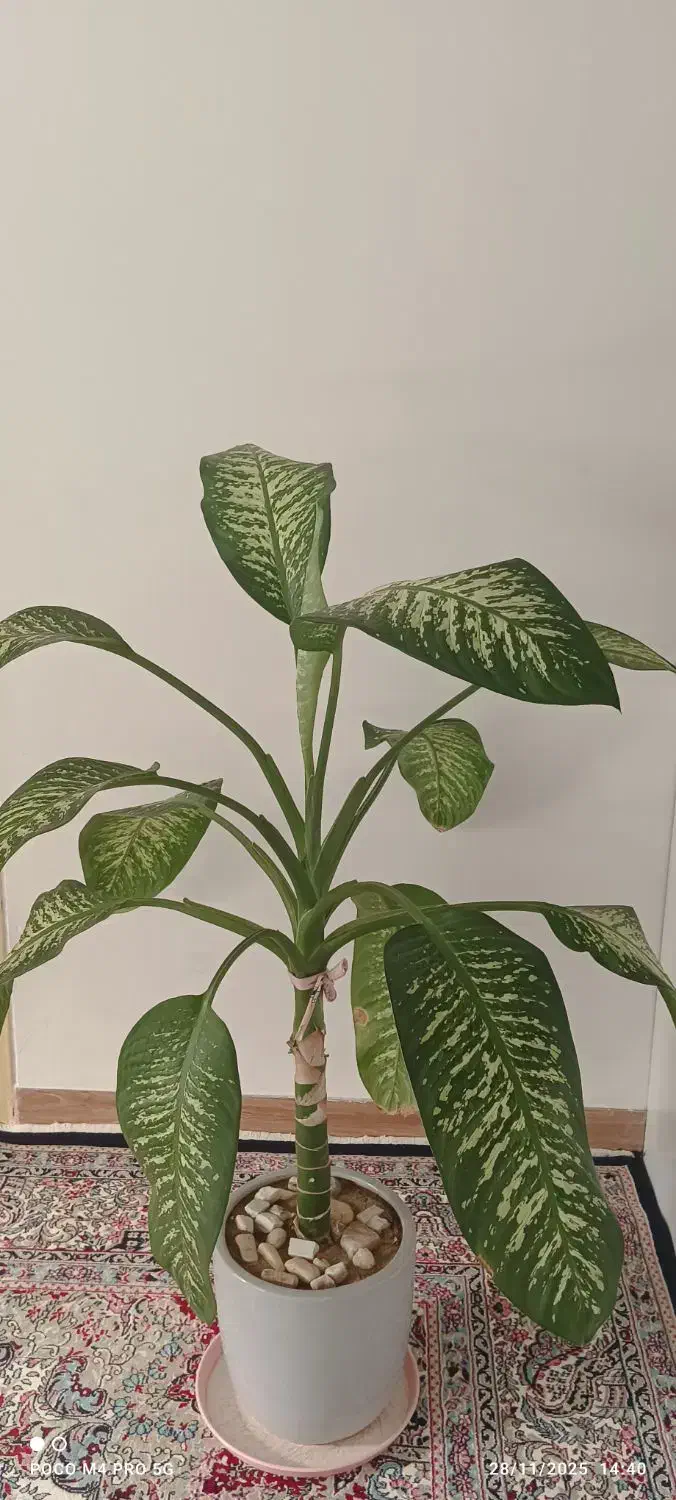 دیفن باخلیای نژاد پهن برگ|گل و گیاه طبیعی|قروه, |دیوار