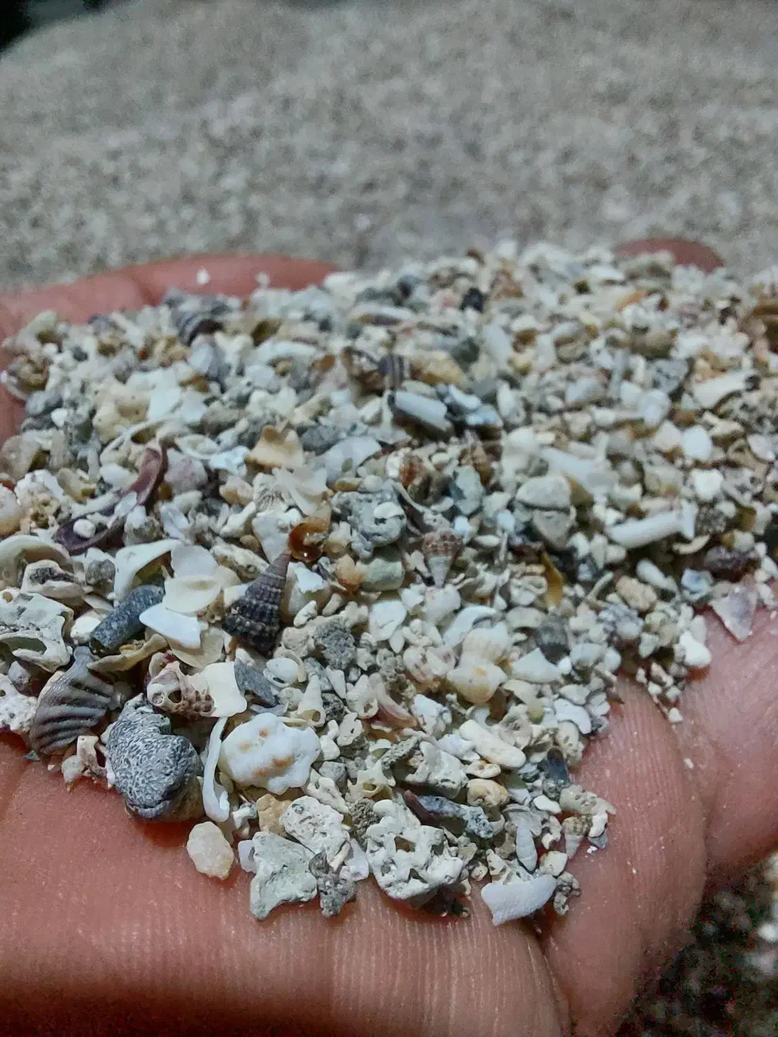 کبوتر،صدف خورد شده ،دانه|پرنده|شیراز, فخرآباد (دروازه کازرون)|دیوار