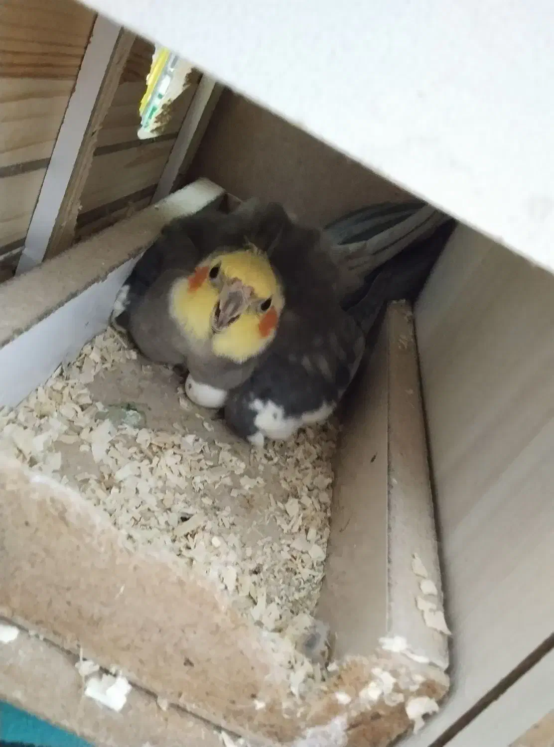 یک جفت عروس هلندی سر ۴ تا  تخم  با قفس|پرنده|اشتهارد, |دیوار