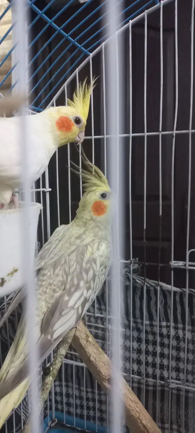 عروس هلندی|پرنده|کوچصفهان, |دیوار