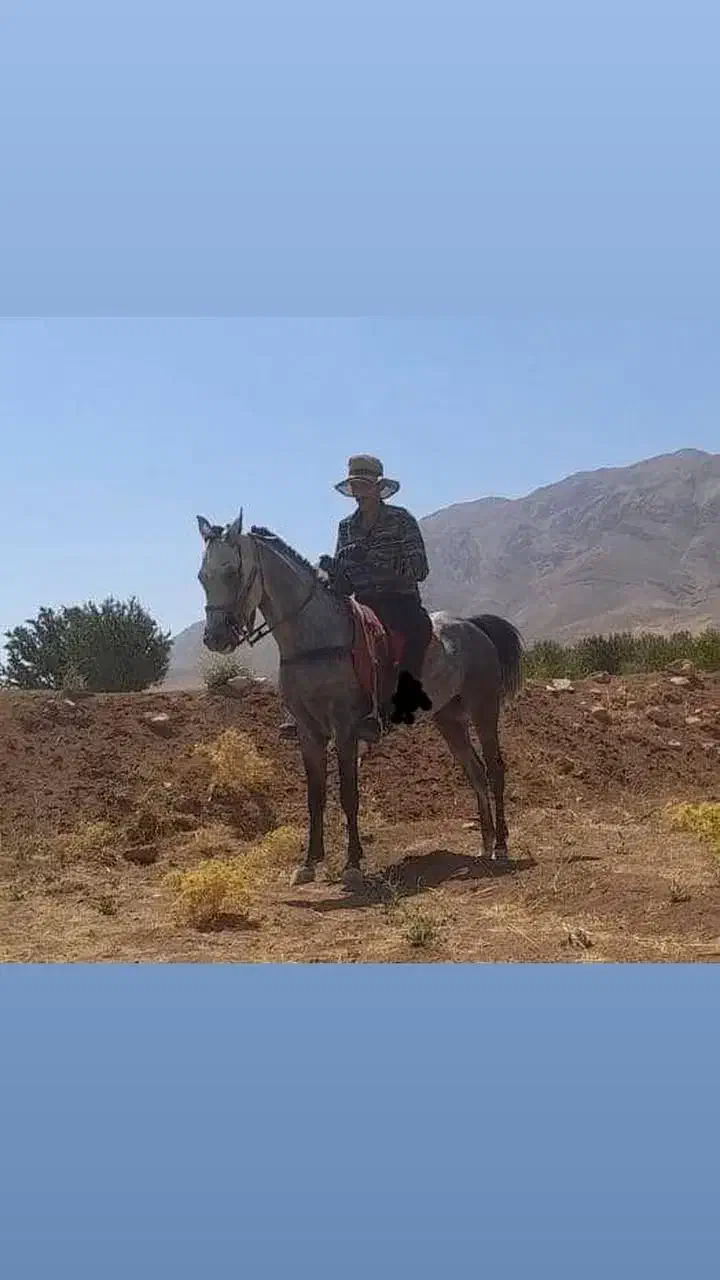 نریون چهار سال پرخون دمگیر|اسب و تجهیزات اسب‌سواری|خانمیرزا, |دیوار