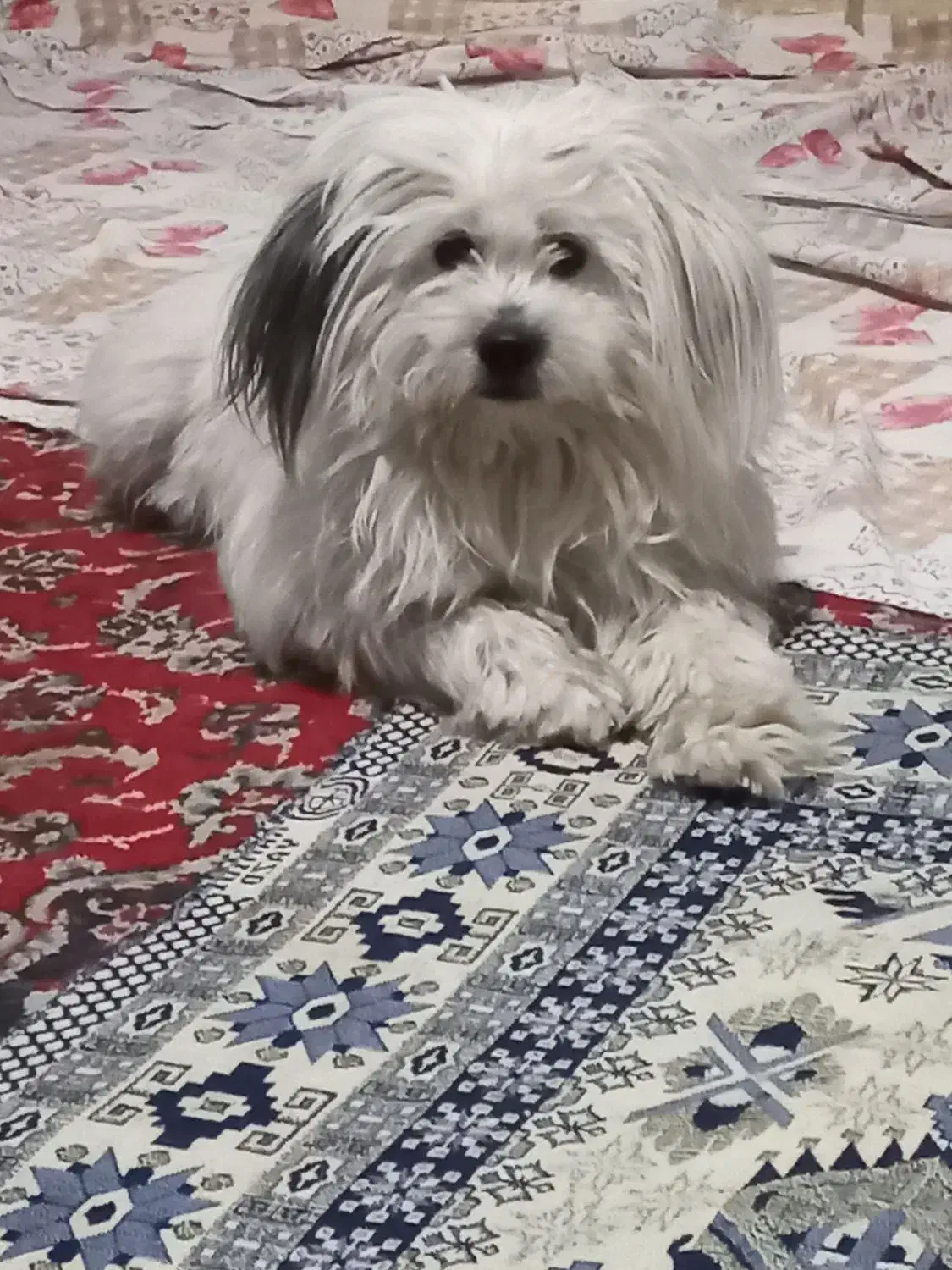 سگ پیداشده|سگ|شهرضا, |دیوار