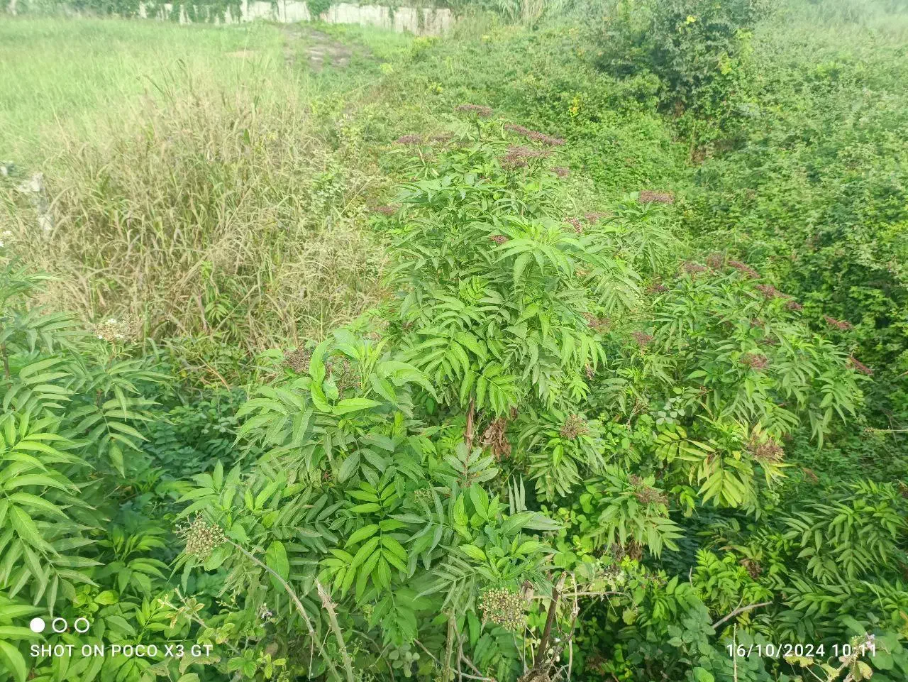 مشارکت در ساخت زمین ساحلی ۴۵۰۰ متر|مشارکت در ساخت املاک|ایزدشهر, |دیوار