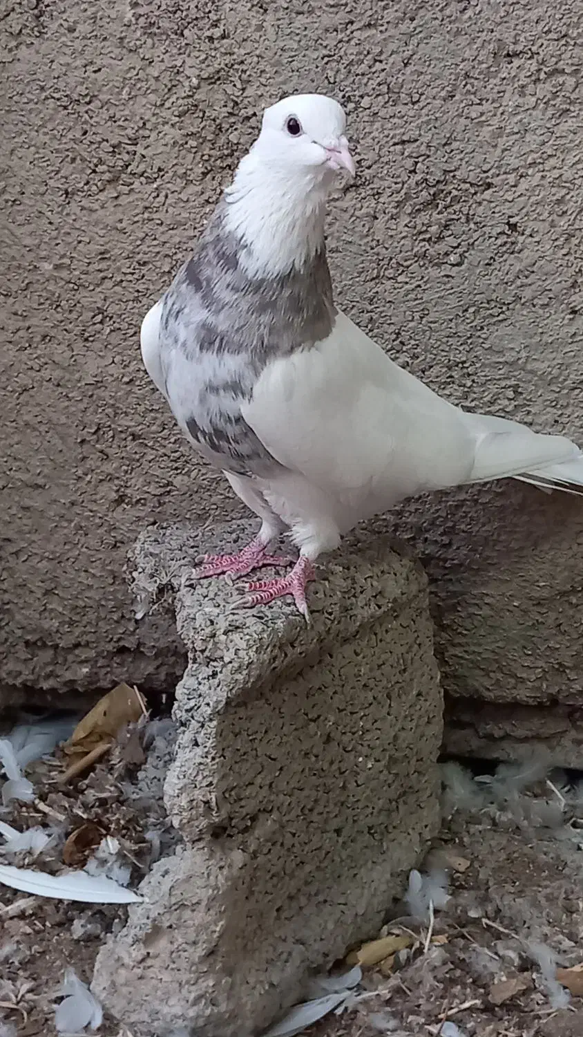 کبوتر طوقی|پرنده|کرج, شهرک بنفشه|دیوار