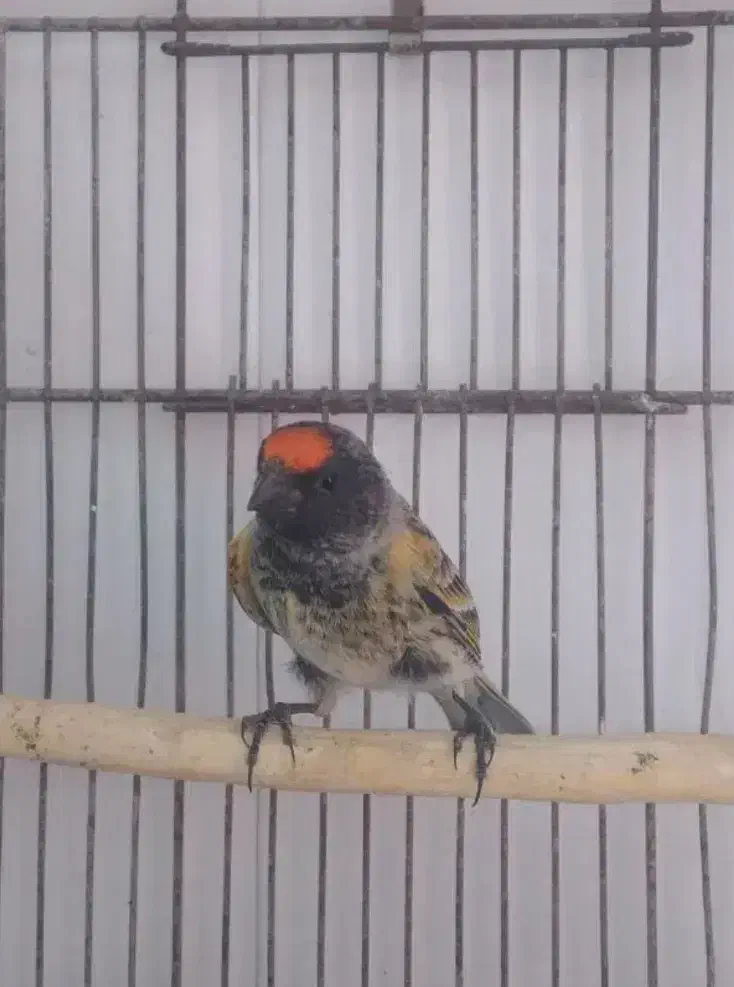 سره گلبسر|پرنده|اسلامشهر, شهرک الهیه|دیوار