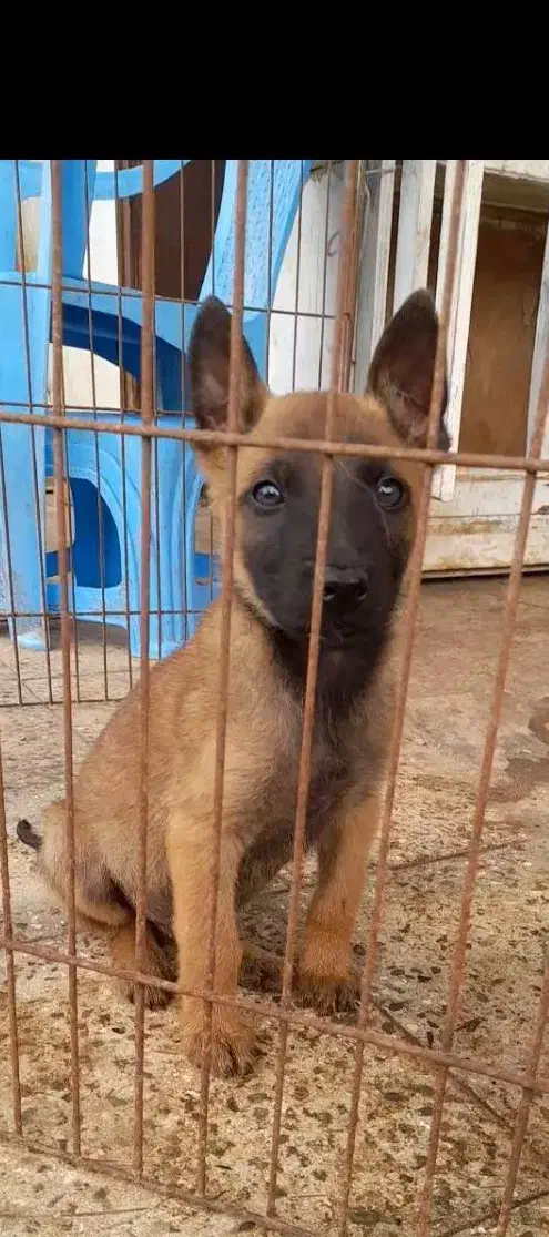malineviz malinois مالینوا مالینویز بلژیکی نگهبان|سگ|تهران, زعفرانیه|دیوار
